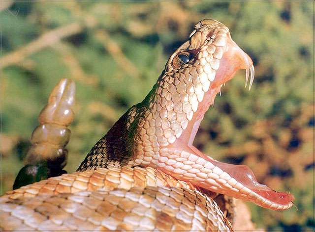 ... snake cobra snake cobra snake cobra snake cobra snake cobra snake