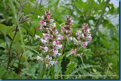 Morina longifolia