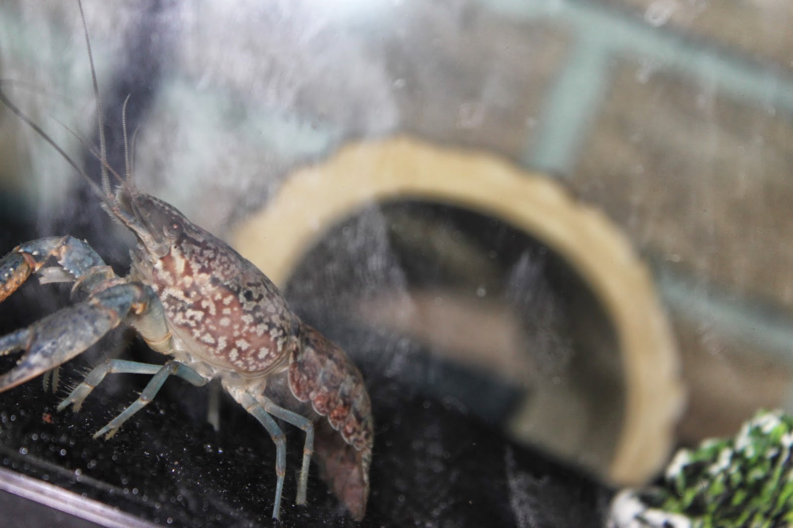 Simpson Eco Farms: Aquaponics ( Fish, crayfish, snails )