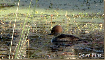 Harris Neck NWR_033