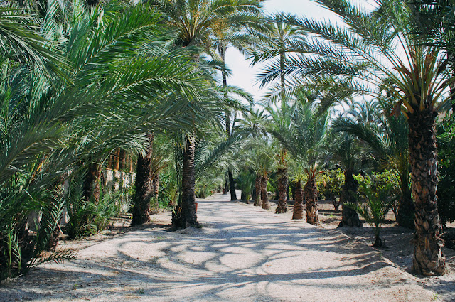 Palmeral d'Elche - Elche palm groves