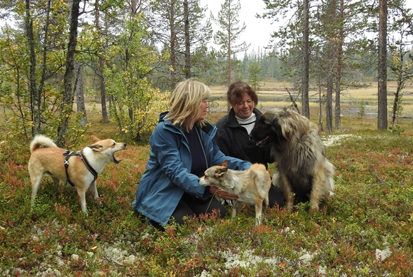 lundehund leonberger