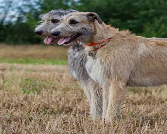 Irish Wolfhound