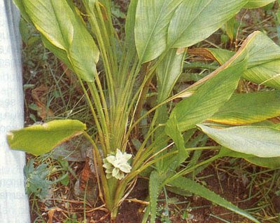 Tumbuhan obat Kunyit (Curcuma longa Linn.)