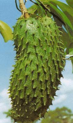 Terkini Bersama: Rahsia durian belanda