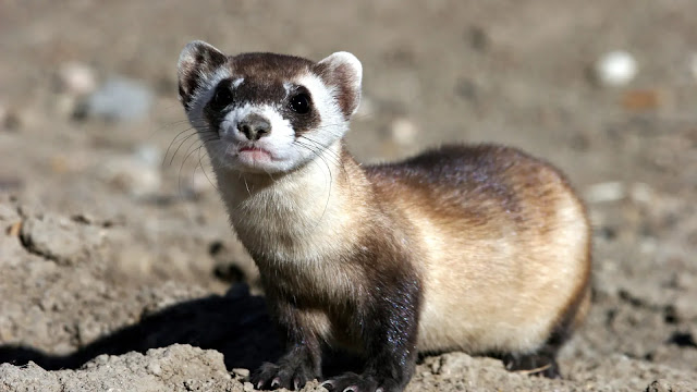 Black Footed Ferret