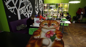 The Cats Cafe, kafe khusus kucing