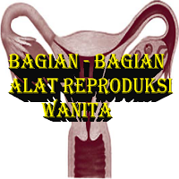 Bagian - Bagian alat reproduksi wanita lengkap dengan penjelasannya