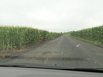 Corn 1