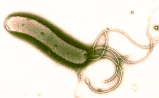 Helicobacter pylori