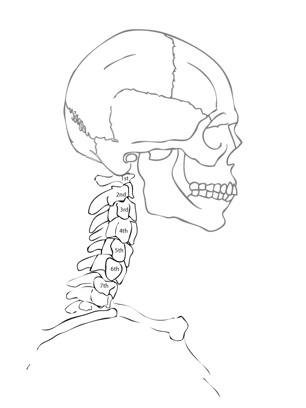 arteries in neck diagram. Covering of top two superficial musles ofthe Non-surgical face glands lymphoglandul faciales profunda this diagram forthe neck skin Two-headed neck chart