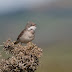 A Few Year Ticks at Killard and The Photograph I did Not Take