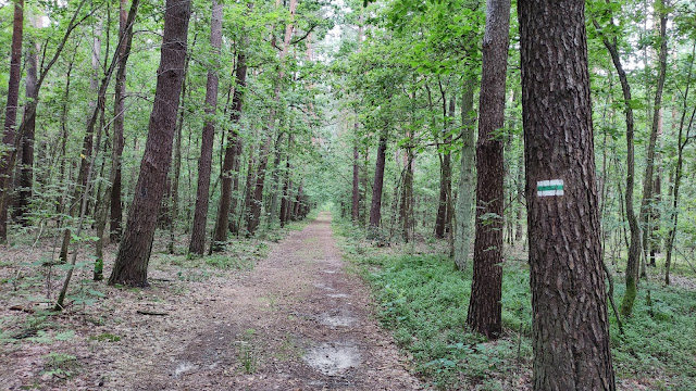 Zagroda Ojrzanów las