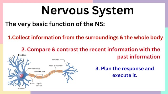 What are the classifications of the Nervous System?