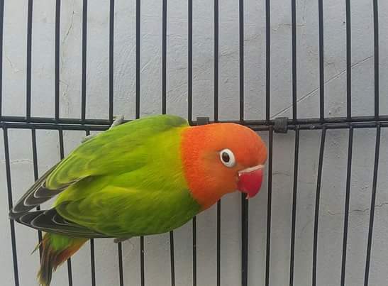 Dunia Burung  Perbedaaan Lovebird  Biola  Opaline Fischer 