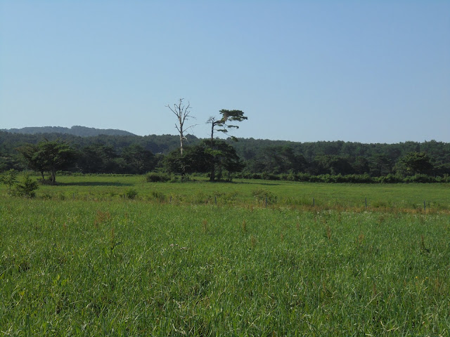 大山牧場