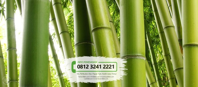 Jual Bibit Pohon Bambu Apus  TamanBibit com