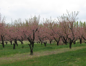 peach orchard