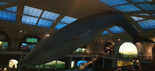 לוויתן כחול