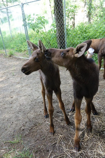 Wild About Wildlife Month: Aspen Valley Wildlife Sanctuary's adorable moose calves #WildWednesday