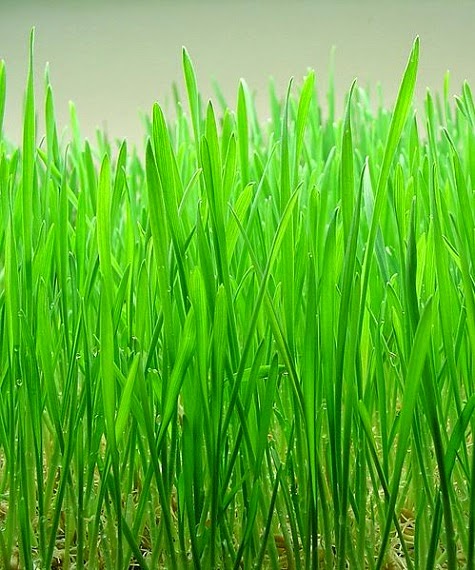 manfaat jus wheatgrass bagi kesehatan buah sayur sehat