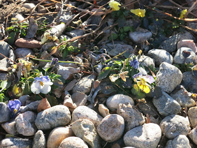 pansies, Loveland Colorado, January 7, 2018