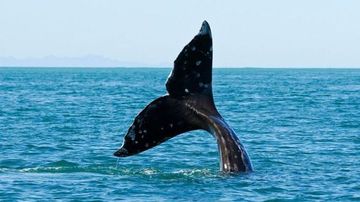 Orlu the Blue Whale