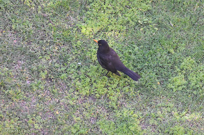 Merla (Turdus merula)