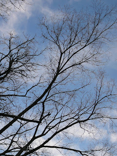 trees and clouds