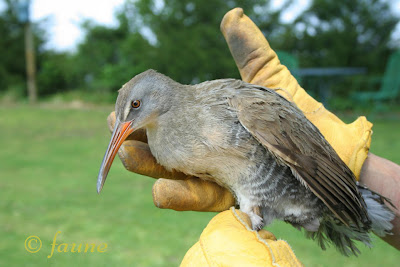 Marsh Hen (Clapper Rail)