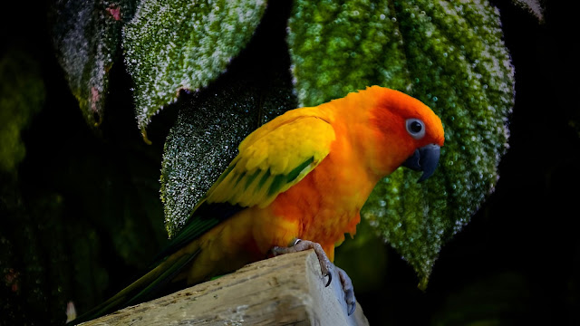 Conservation Concerns