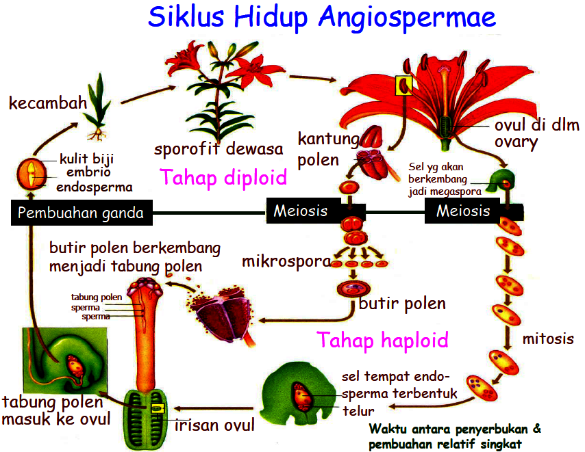 biologi menarik Perbedaan Reproduksi  Angiospermae dengan 