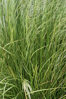 Canche cespiteuse - Deschampsia cespitosa - Deschampsia caespitosa