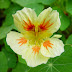 Nasturtium flowers photos.