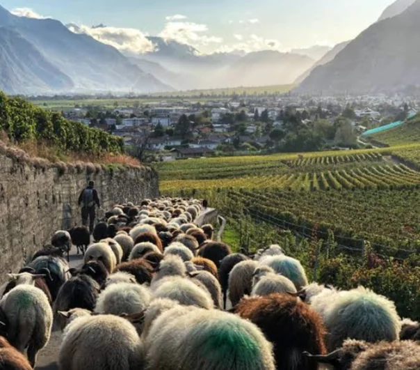 Switzerland Modern Agriculture