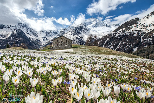 Springtime in the Alps, Italy 