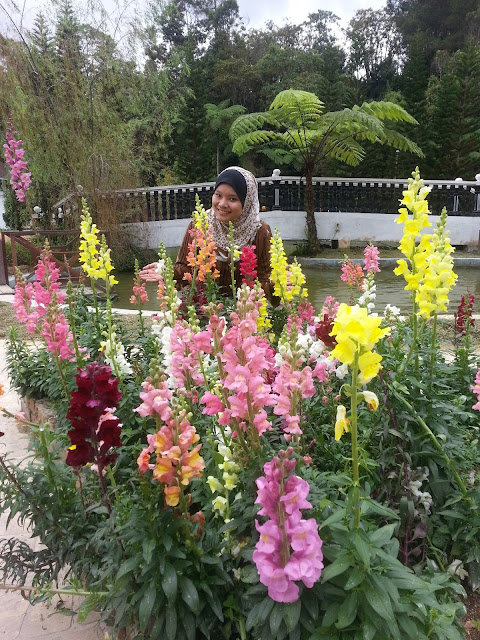 Cameron Highland,holiday,best,menarik,sejuk,cantik,taman bunga