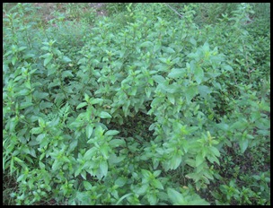 mint 002