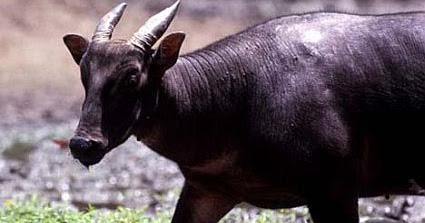 Gambar gambar hewan  langka  di  indonesia  Lengkap 