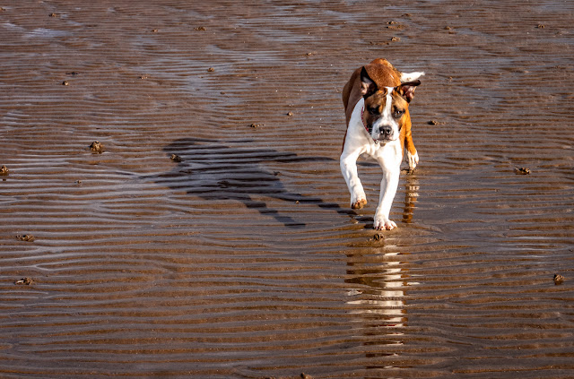 Photo of Ruby running on the wet sand
