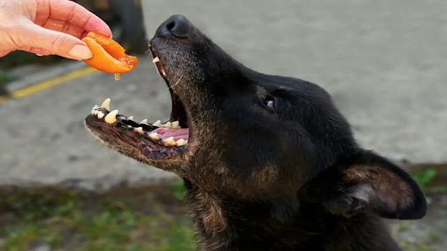 Dog Eat Peaches