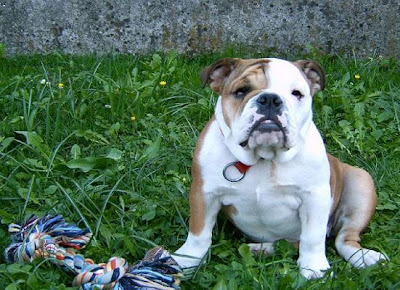 Miniature English Bulldogs Pictures