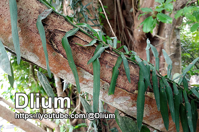 Dlium Climbing aroid (Pothos scandens)