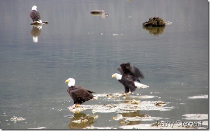 Eagles in the bay