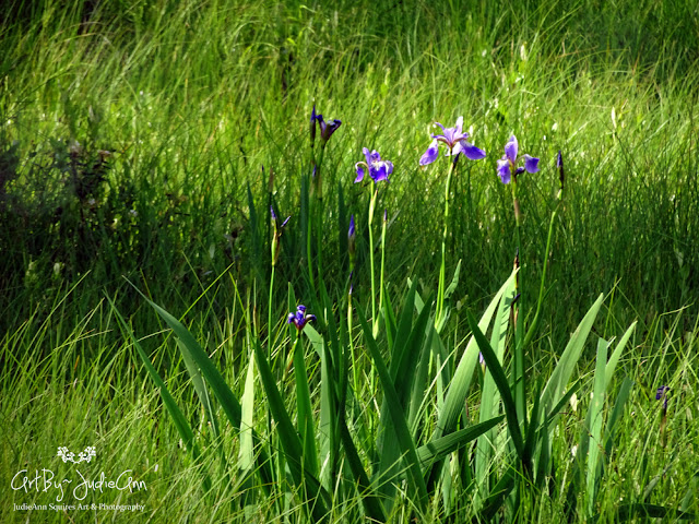 Marsh Flowers