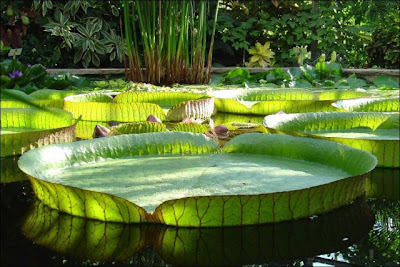 The Largest Water Lily in the World Seen On www.coolpicturegallery.us