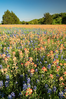 Bluebonnets and Indian Paintbrush along Andrew's Road