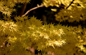 Gibbs Gardens Japanese Maple Tree Festival 2016