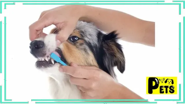 How to Care for Dog's Teeth.
