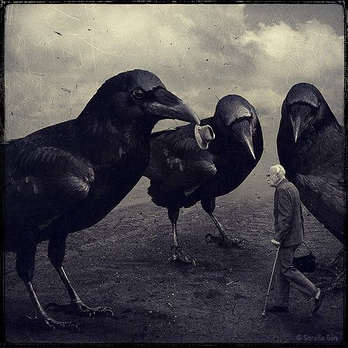 A black and white piece of digital art, depicting three giant ravens, and an old man with a walking stick, white hair and a suit, walking between them. One of the birds has his hat in its mouth. The man barely reaches the height of the ravens chests. A surreal piece of digital art by Sarolta Ban